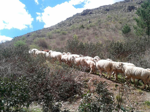 Paso de ganado cerca de Naharros